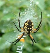 GARDEN SPIDER