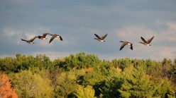 Canadian-geese-are-flying-south