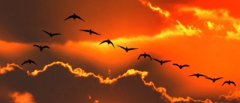 wild geese