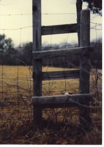horse farm fence