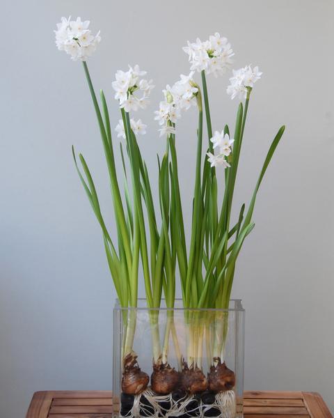 narcissus-paperwhite-6_grande