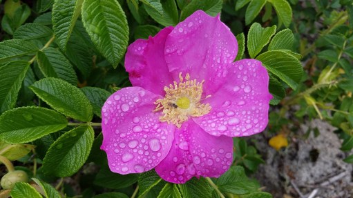 20170617_125418